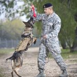 Transform Your Aggressive Dog: Top Tips for Effective Training in San Antonio